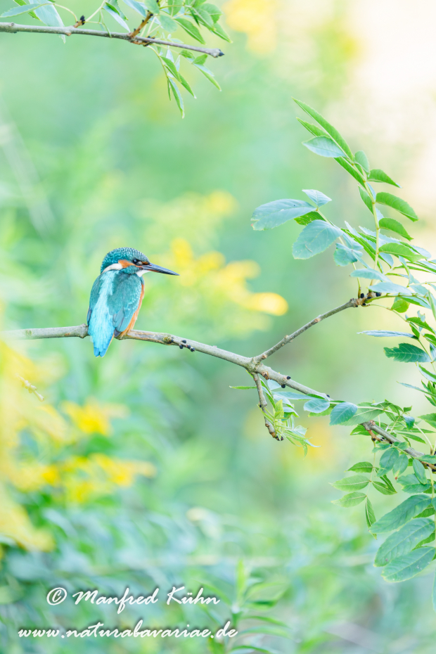 Eisvogel ()_0257