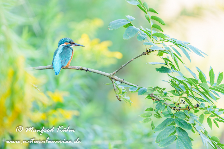 Eisvogel ()_0265