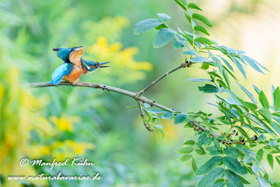 Eisvogel ()_0283