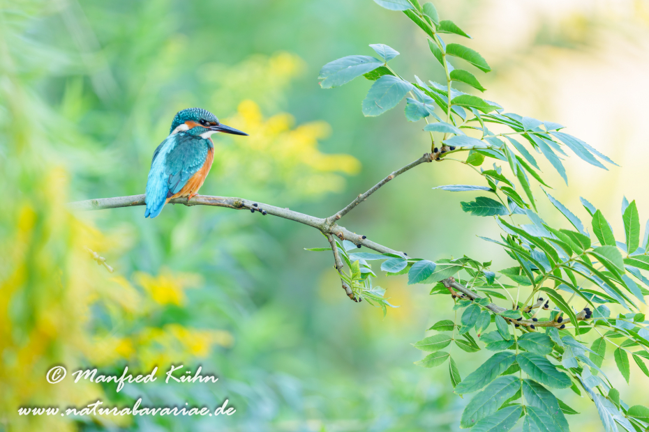 Eisvogel ()_0292