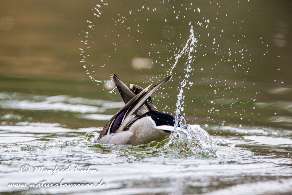 Stockente ()_0003
