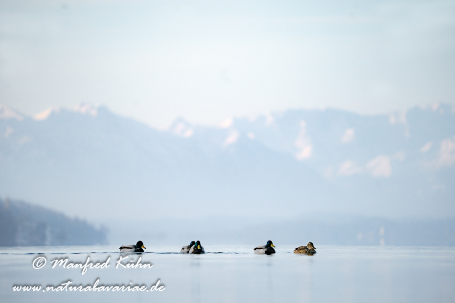 Stockente ()_0170
