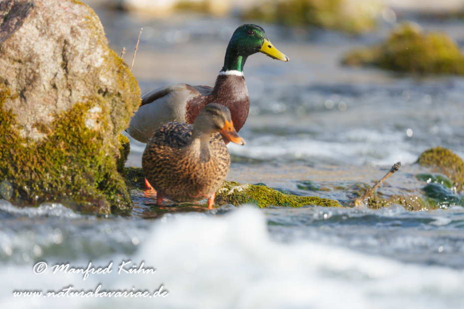 Stockente ()_0174
