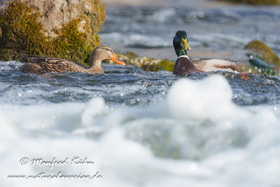 Stockente ()_0175