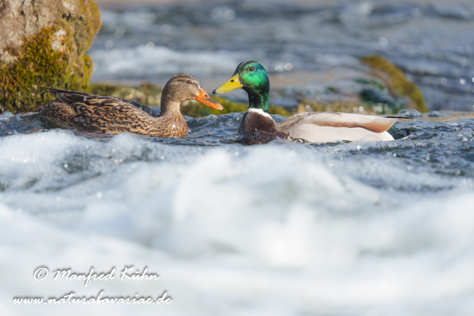 Stockente ()_0179
