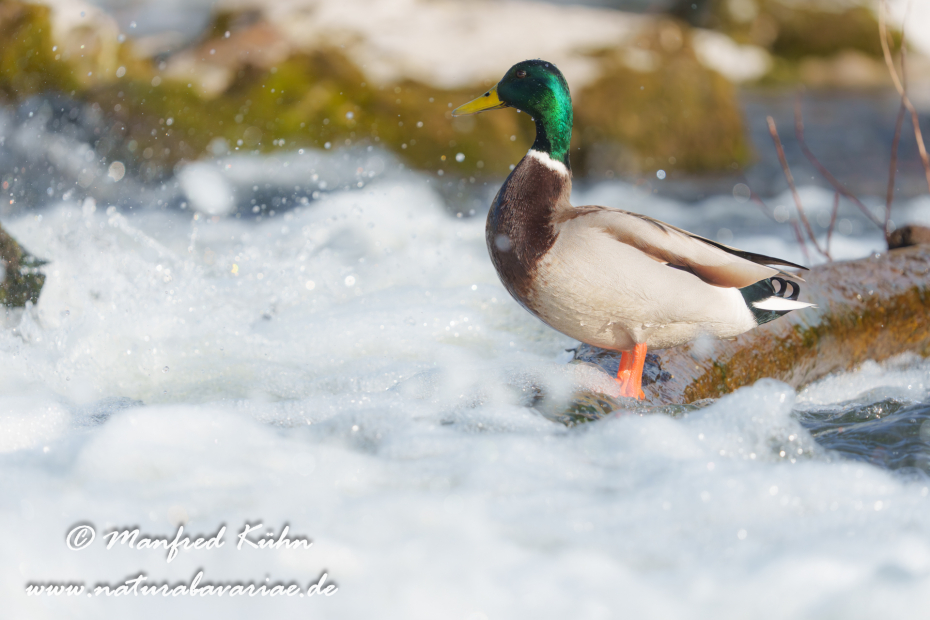 Stockente ()_0182