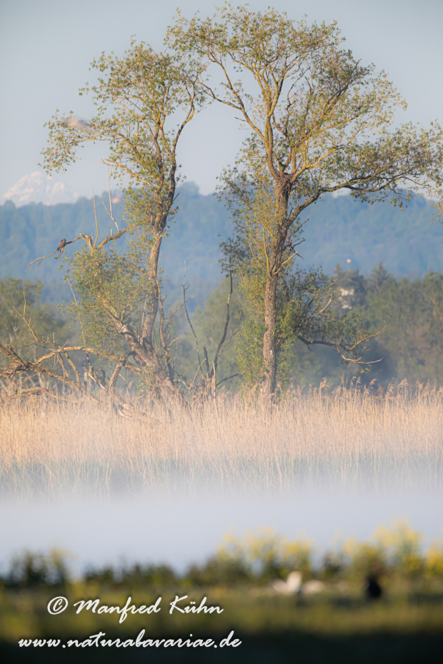 Ammersee-Südufer (BAY_LKR_LL)_0010