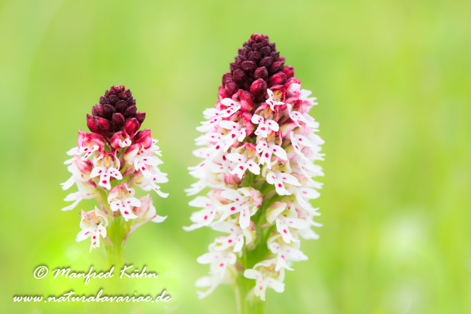 Knabenkraut (Brand-)_0003