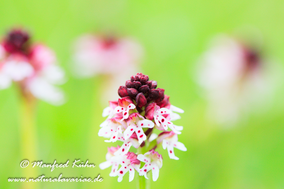 Knabenkraut (Brand-)_0007
