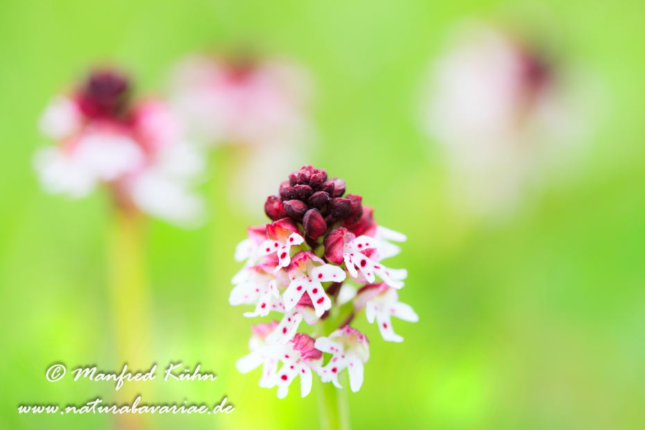 Knabenkraut (Brand-)_0008