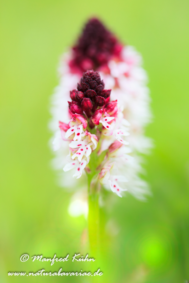 Knabenkraut (Brand-)_0009