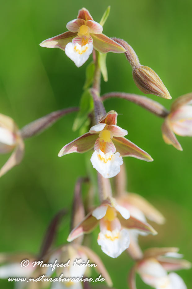 Sumpfstendelwurz ()_0016
