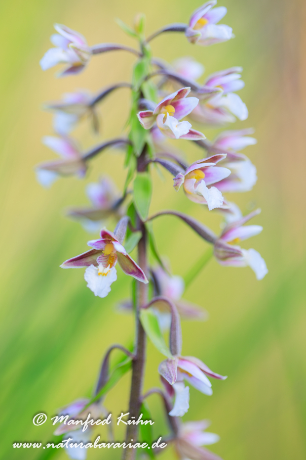 Sumpfstendelwurz ()_0020