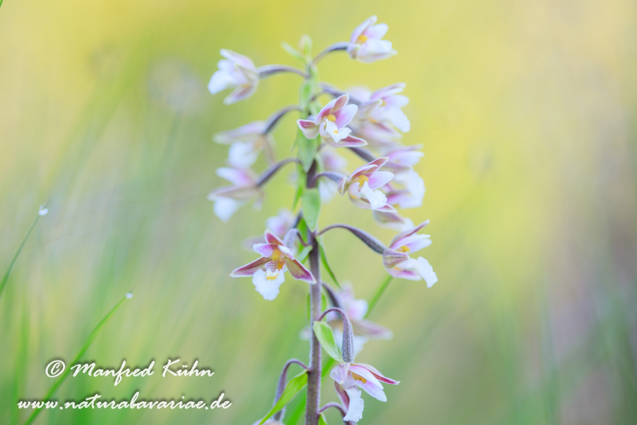 Sumpfstendelwurz ()_0023