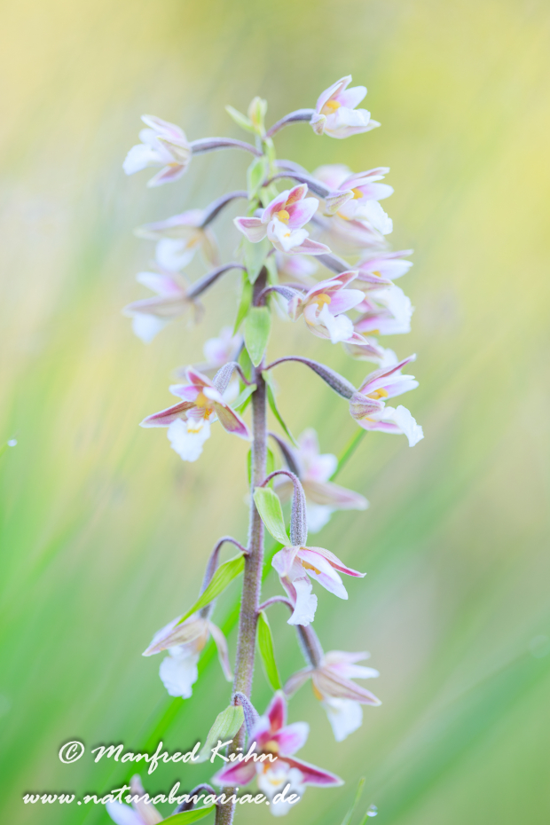 Sumpfstendelwurz ()_0024