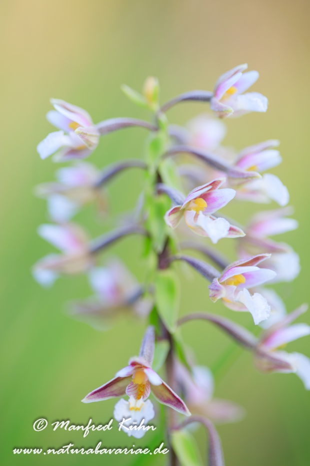 Sumpfstendelwurz ()_0025