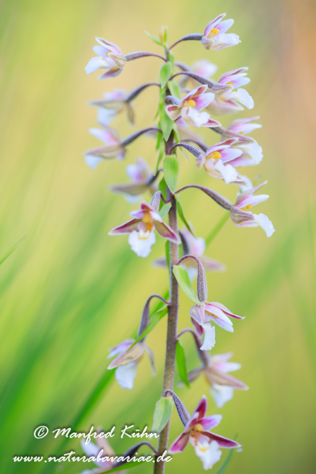 Sumpfstendelwurz ()_0026