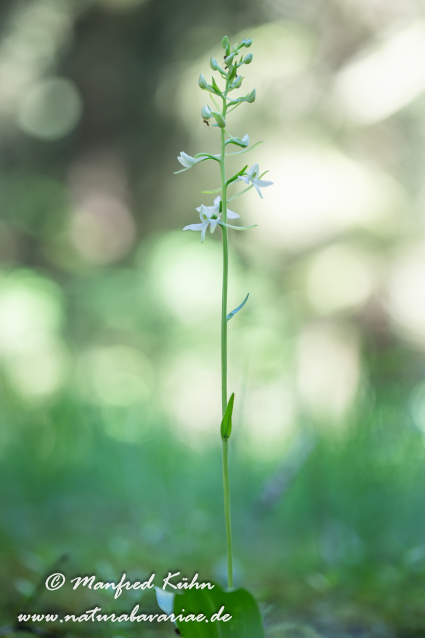 Waldhyazinthe (Weiße)_0015