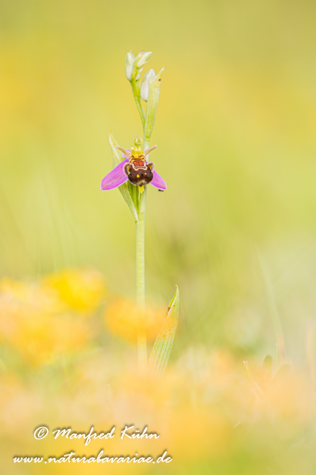 Ragwurz (Bienen-)_0061