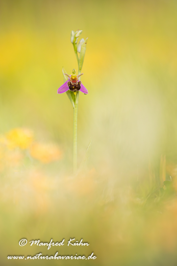 Ragwurz (Bienen-)_0062