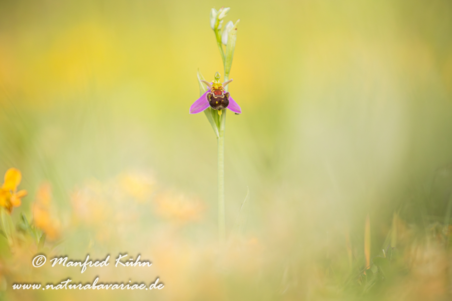 Ragwurz (Bienen-)_0063