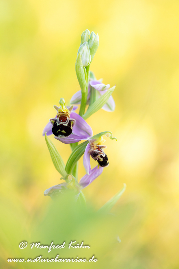 Ragwurz (Bienen-)_0075