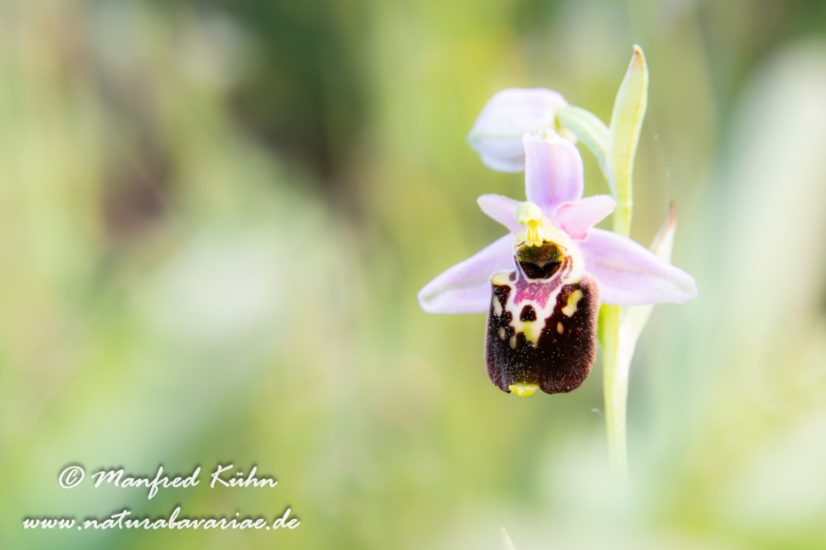 Ragwurz (Bienen-)_0080