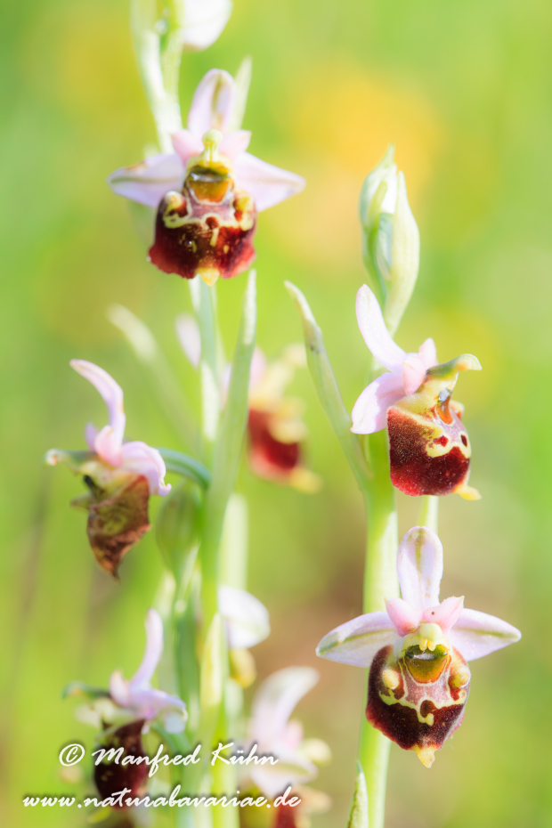 Ragwurz (Hummel-)_0001