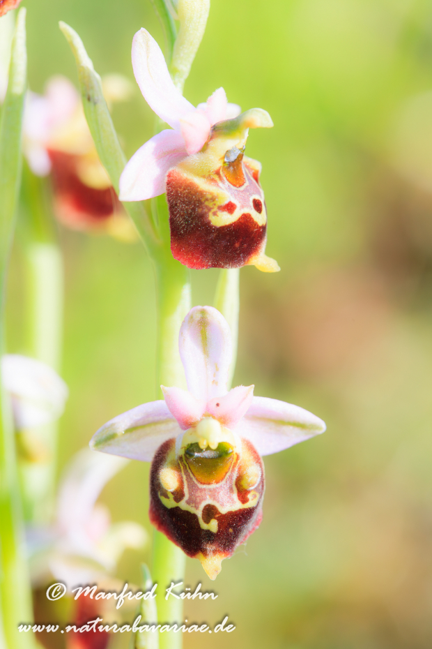 Ragwurz (Hummel-)_0003