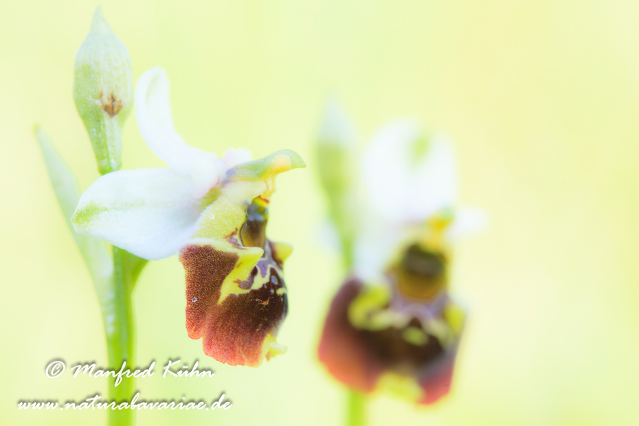 Ragwurz (Hummel-)_0006