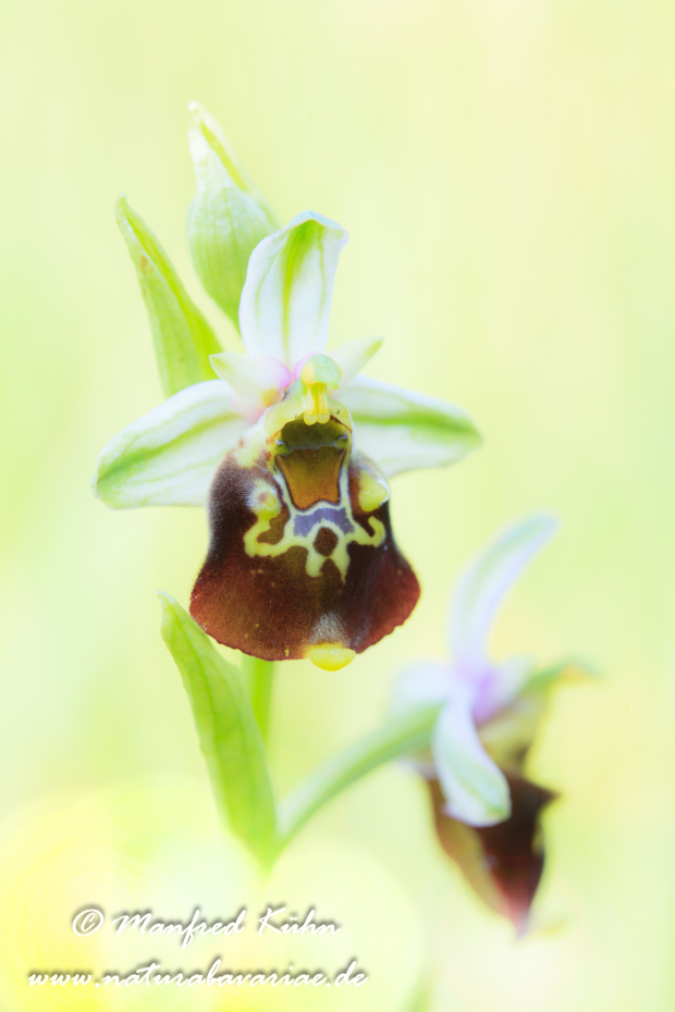 Ragwurz (Hummel-)_0007