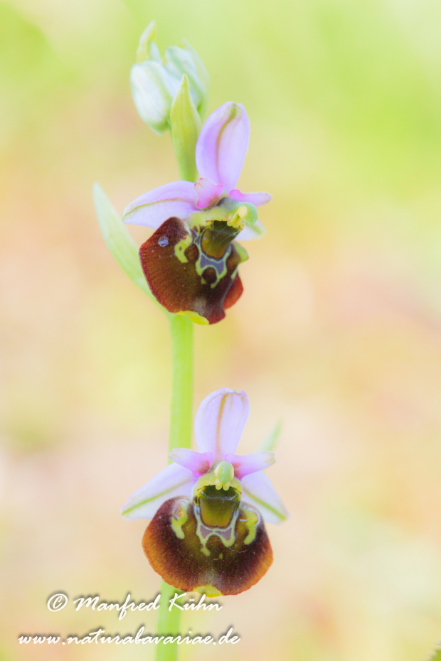Ragwurz (Hummel-)_0010