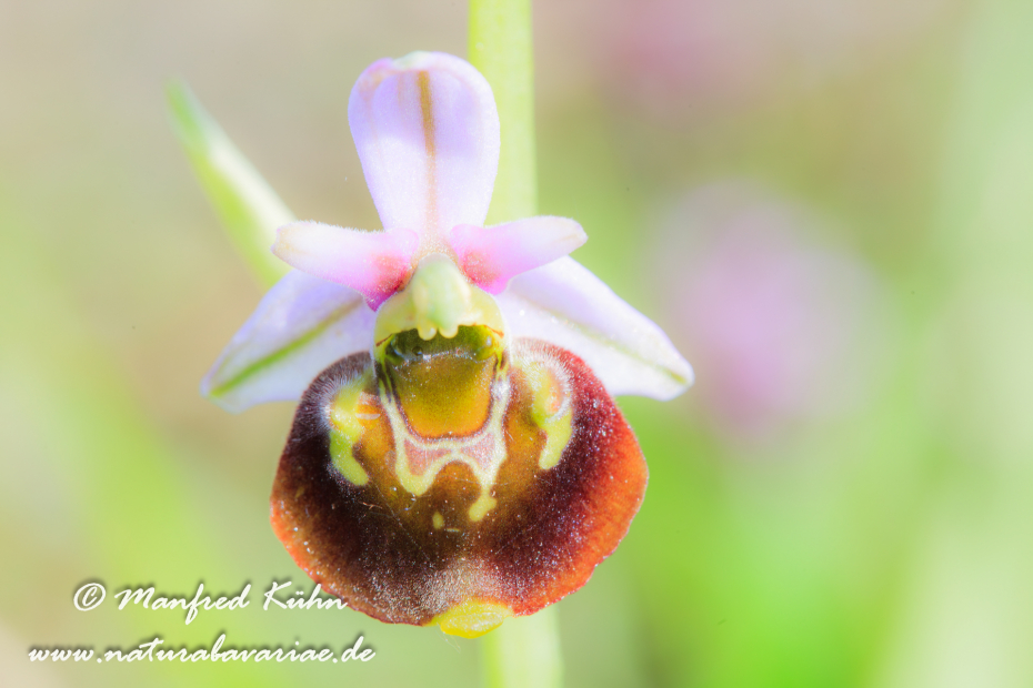Ragwurz (Hummel-)_0011