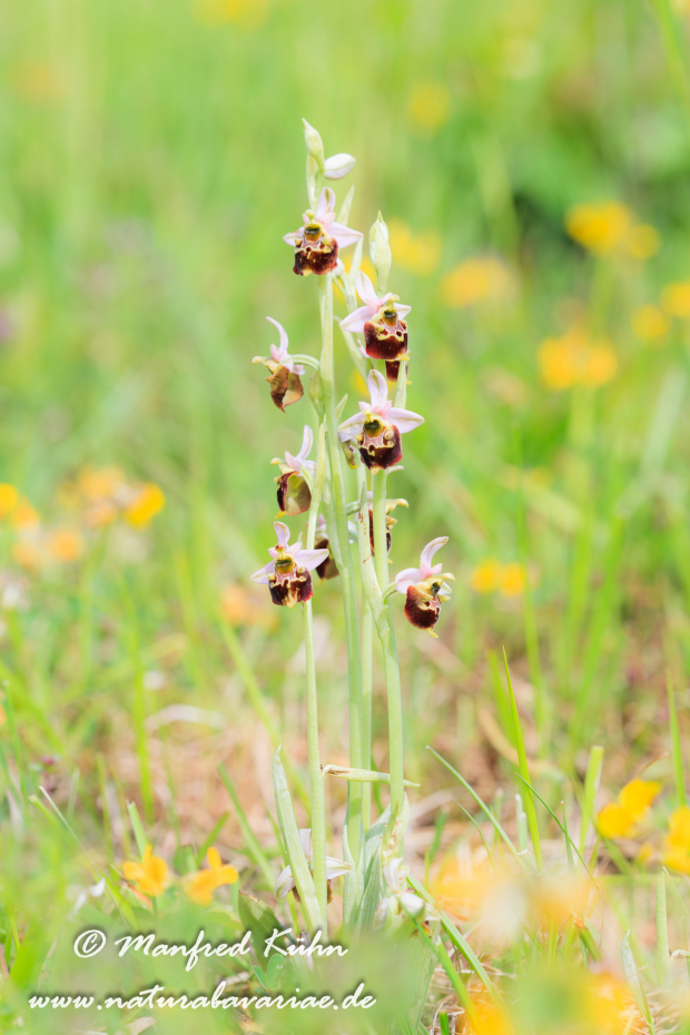 Ragwurz (Hummel-)_0013