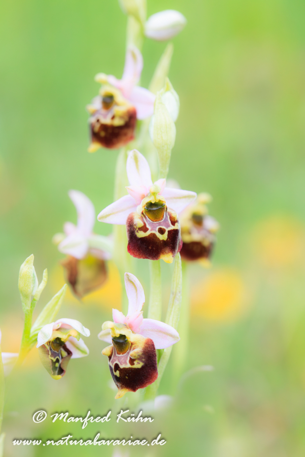 Ragwurz (Hummel-)_0017