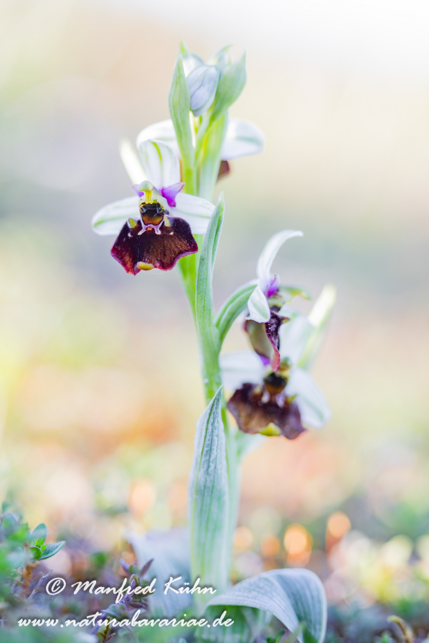 Ragwurz (Hummel-)_0043