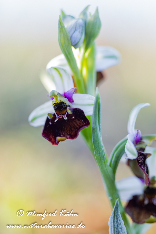 Ragwurz (Hummel-)_0044
