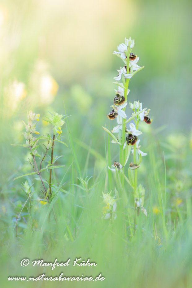 Ragwurz (Hummel-)_0061