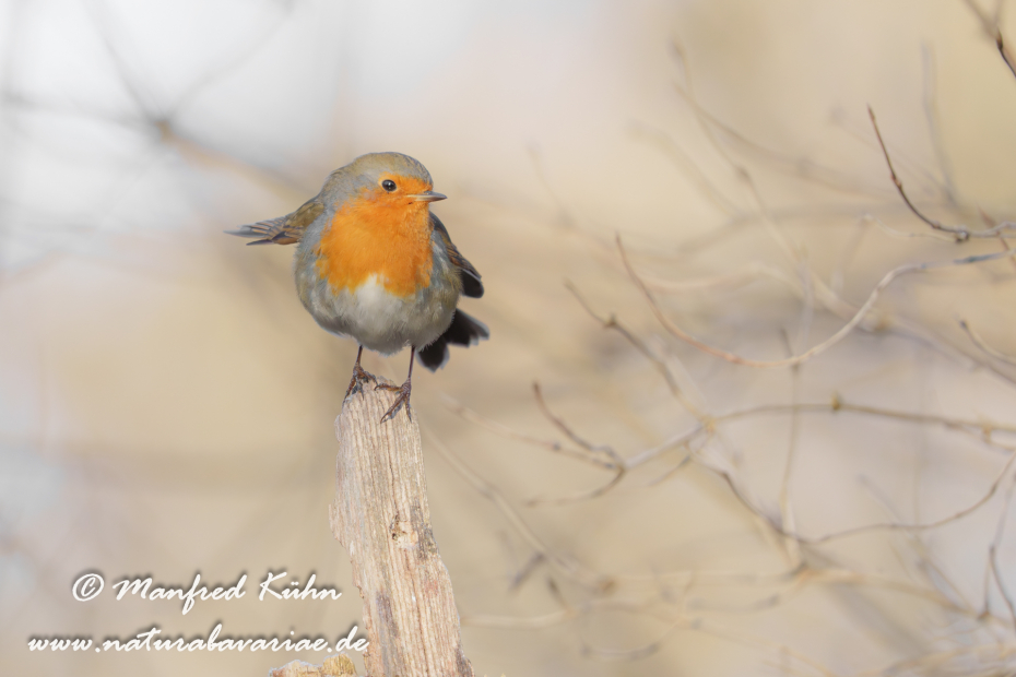 Rotkehlchen ()_0109