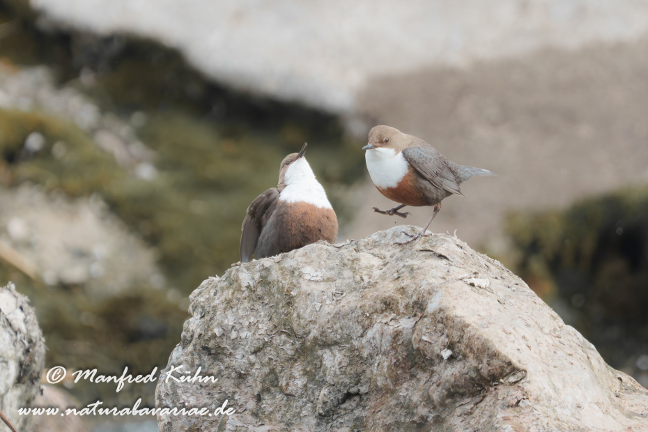 Wasseramsel ()_0006