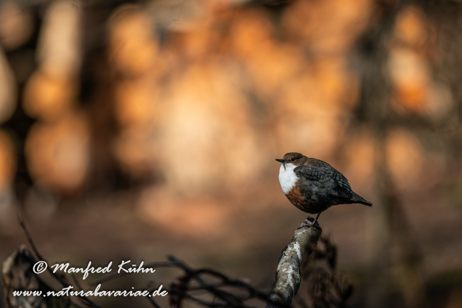 Wasseramsel ()_0292