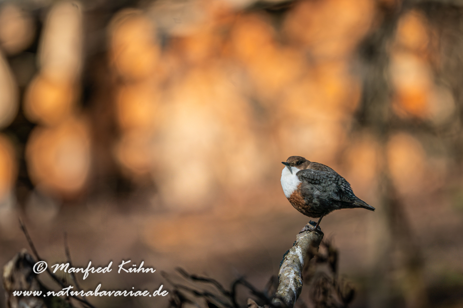 Wasseramsel ()_0301