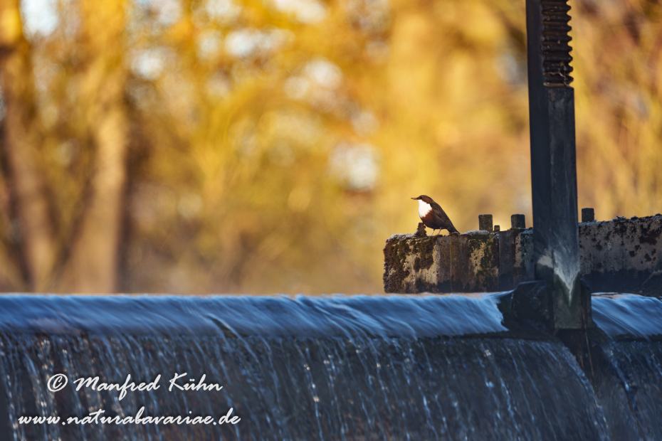 Wasseramsel ()_0306