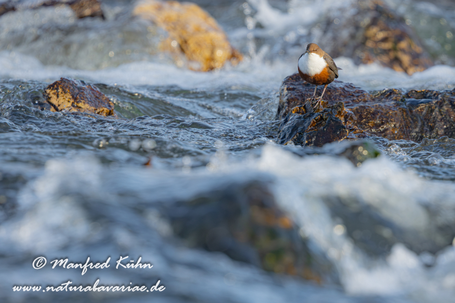 Wasseramsel ()_0380