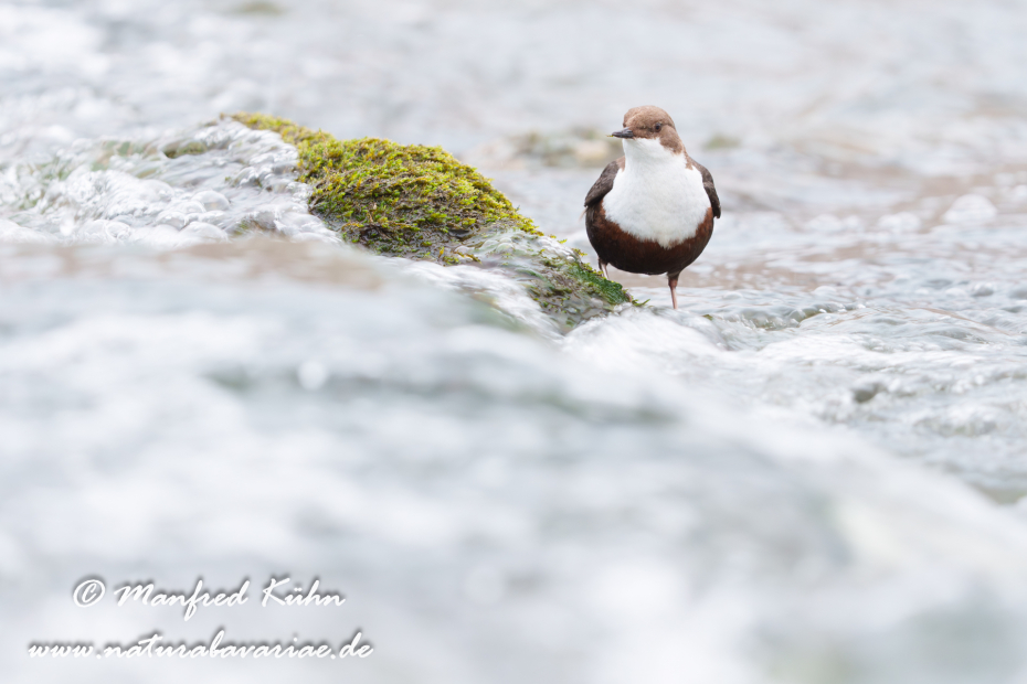 Wasseramsel ()_0719