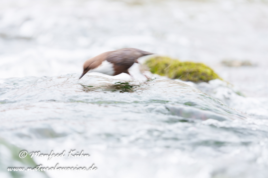 Wasseramsel ()_0720
