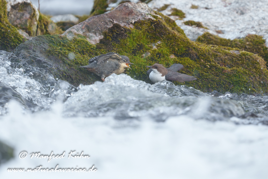 Wasseramsel ()_0727