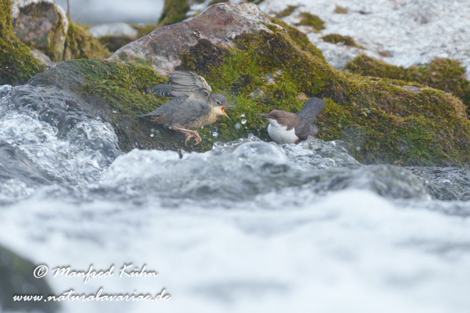 Wasseramsel ()_0730