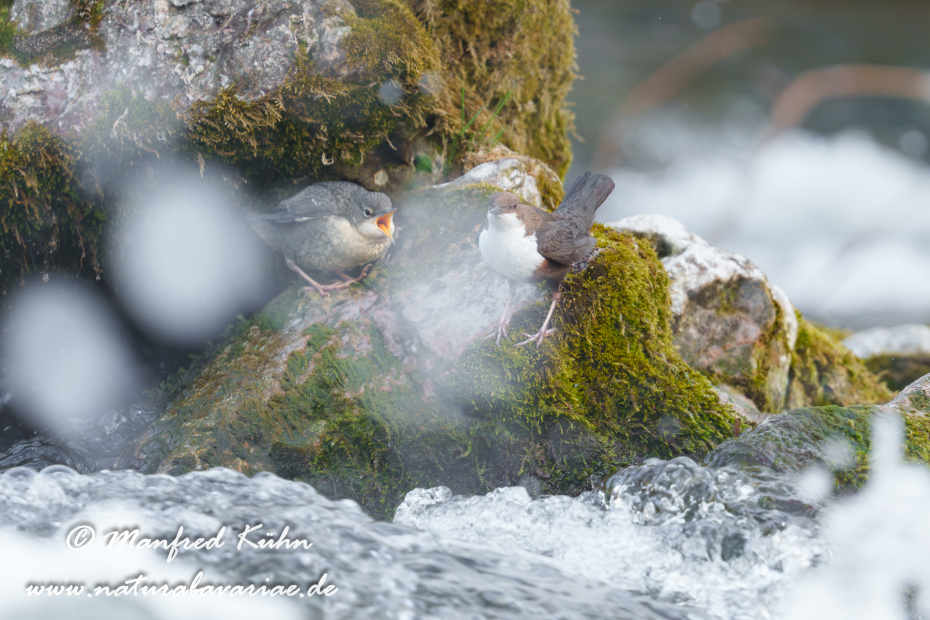 Wasseramsel ()_0732