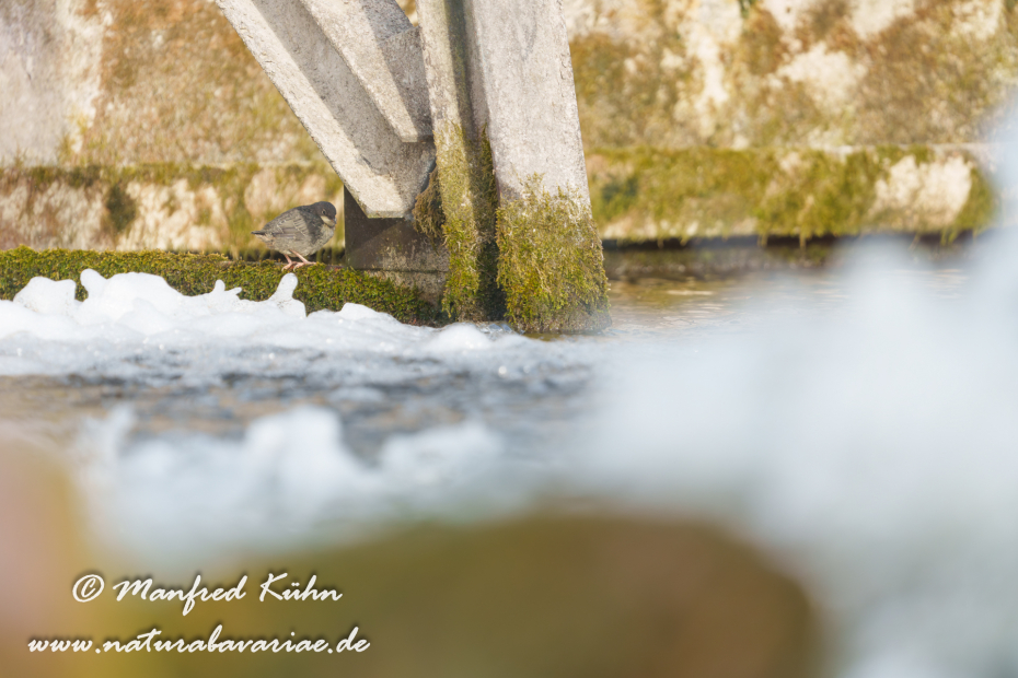 Wasseramsel ()_0739